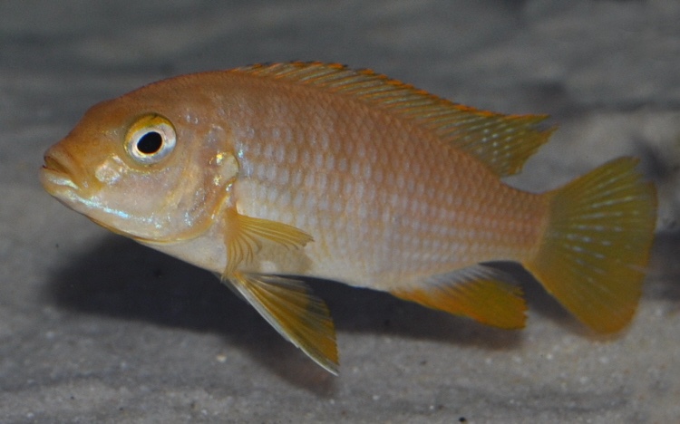 Maylandia flavifemina 'Maleri Island'